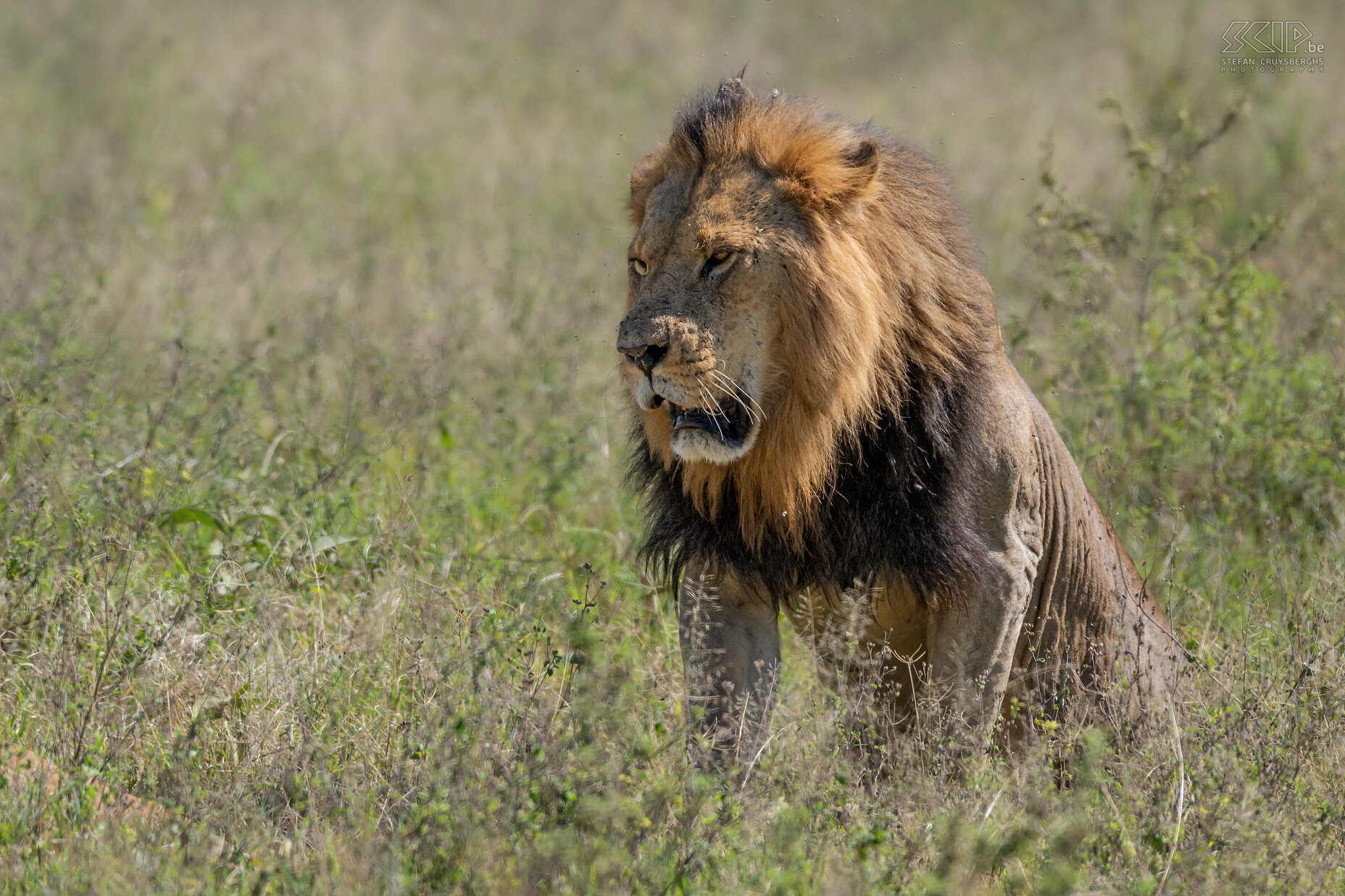 Nakuru NP - Lion In Nakuru NP we were able to spot a couple of lions in the morning. For ten minutes they were clearly visible in the tall grass, then they moved and lay down in even higher grass, so they were barely visible. Always impressive to see these mighty cats in the wild. Stefan Cruysberghs